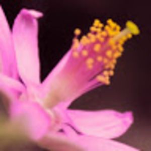 Meet your Posher, Abigail